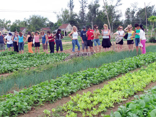 Hoi An tourists explore farming in Cam Chau