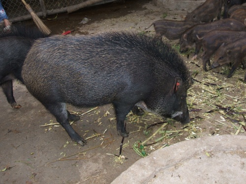 “Lợn cắp nách” – a Sapa speciality