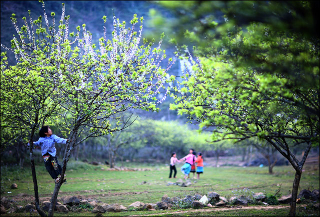 Moc Chau- A new strange destination to be discovered in Vietnam tourism