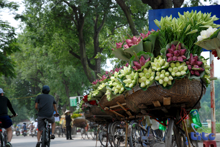 The beautiful flowers of Vietnam