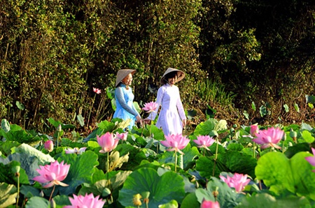 Traditional lotus flowers bring joy to Mekong farmers