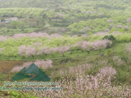 Ravishing beauty of Long Luong in Moc Chau Son La Vietnam