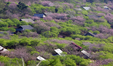 Before the spring in peaceful Moc Chau