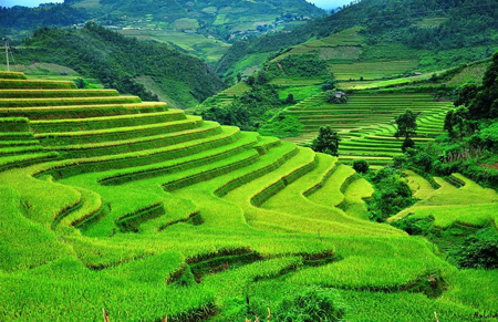 Cultural festival highlights Mu Cang Chai terraced fields