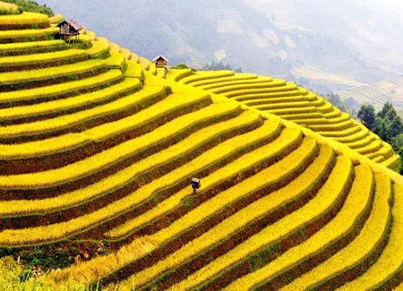 Mu Cang Chai Terraced Rice Fields - The Best Time For Photo Tours