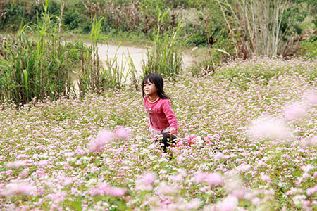 Buckwheat flowers turn out a tourist draw for Lao Cai