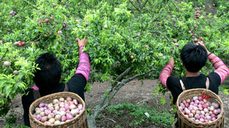 Picking plums in Moc Chau