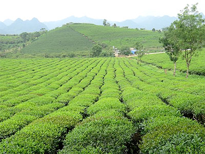 Visiting tea plantations in Moc Chau 