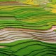 Scintillating sight: waterlogged fields in Vietnam’s northern highlands