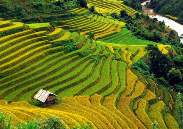 The Cultural Tourism Week of Mu Cang Chai terraced field 2014 to come