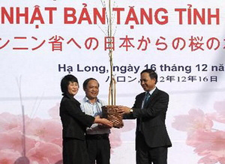 Khai mạc Lễ hội Hoa Anh Đào - Hạ Long 2013