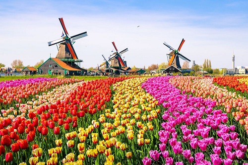 Du nhập vào Hà Lan vào thế kỷ 16, hoa tulip trở thành sản phẩm thương mại quý ở quốc gia này. Ảnh: Pinterest.