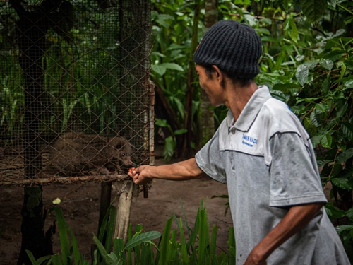 Nông dân cho cầy nuôi nhốt ăn cà phê ở Tampaksiring, đảo Bali, Indonesia. Ảnh: Nicky Loh/World Animal Protection.