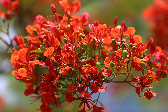 Flamboyant blooms paint the town red in Hue - 5